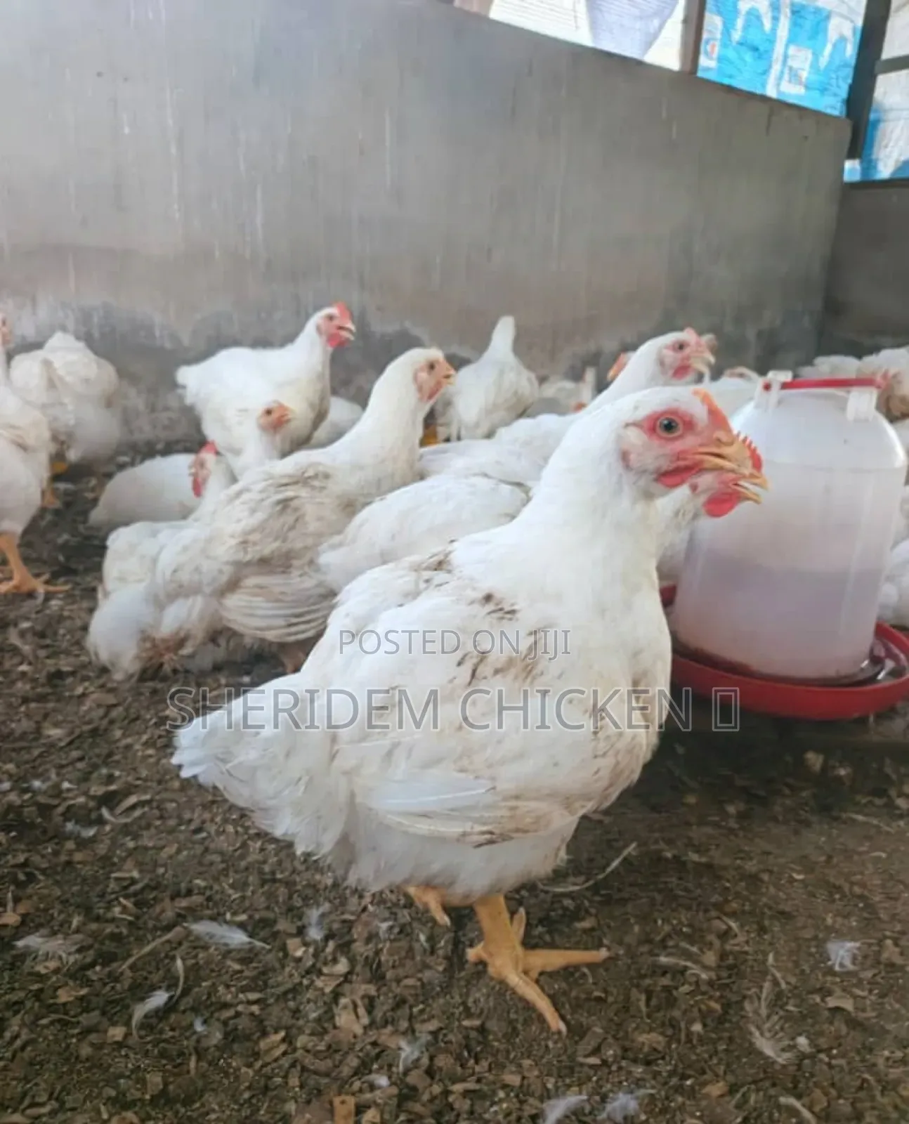 Matured Broilers Hot Sale