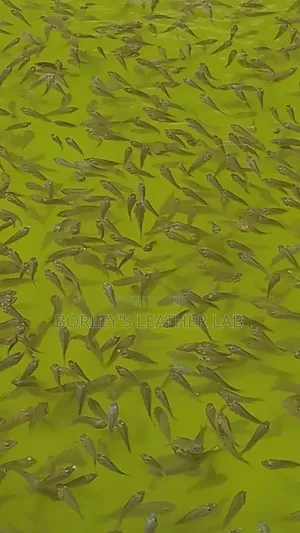 Tilapia Fingerlings