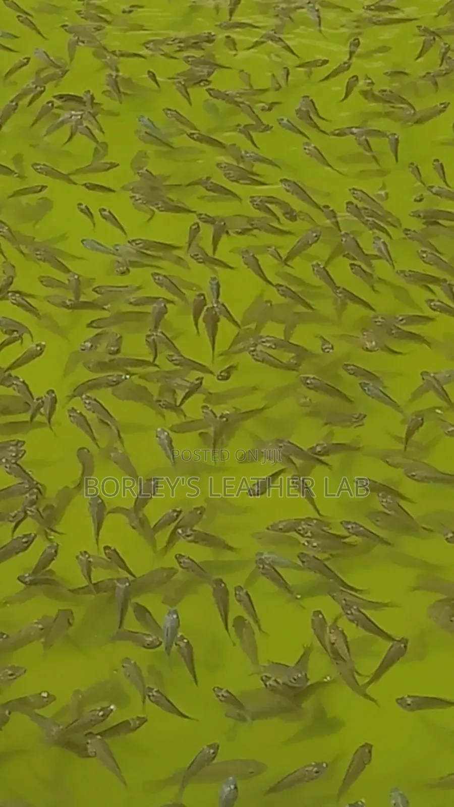 Tilapia Fingerlings