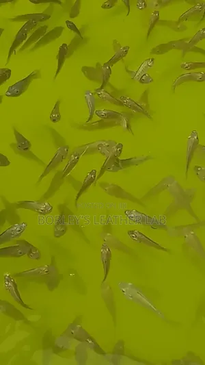 Tilapia Fingerlings