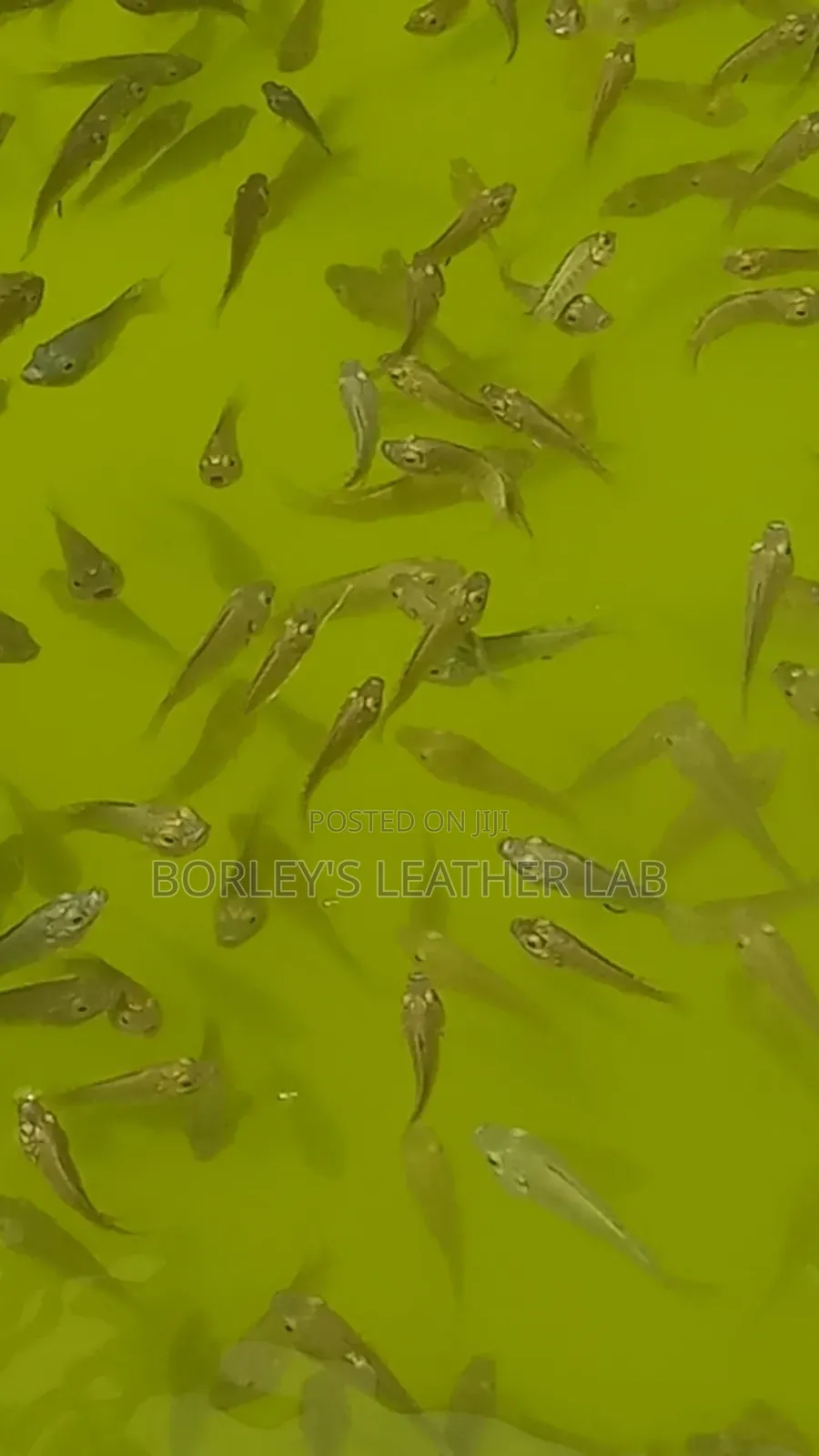Tilapia Fingerlings