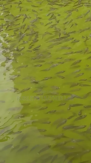 Tilapia Fingerlings