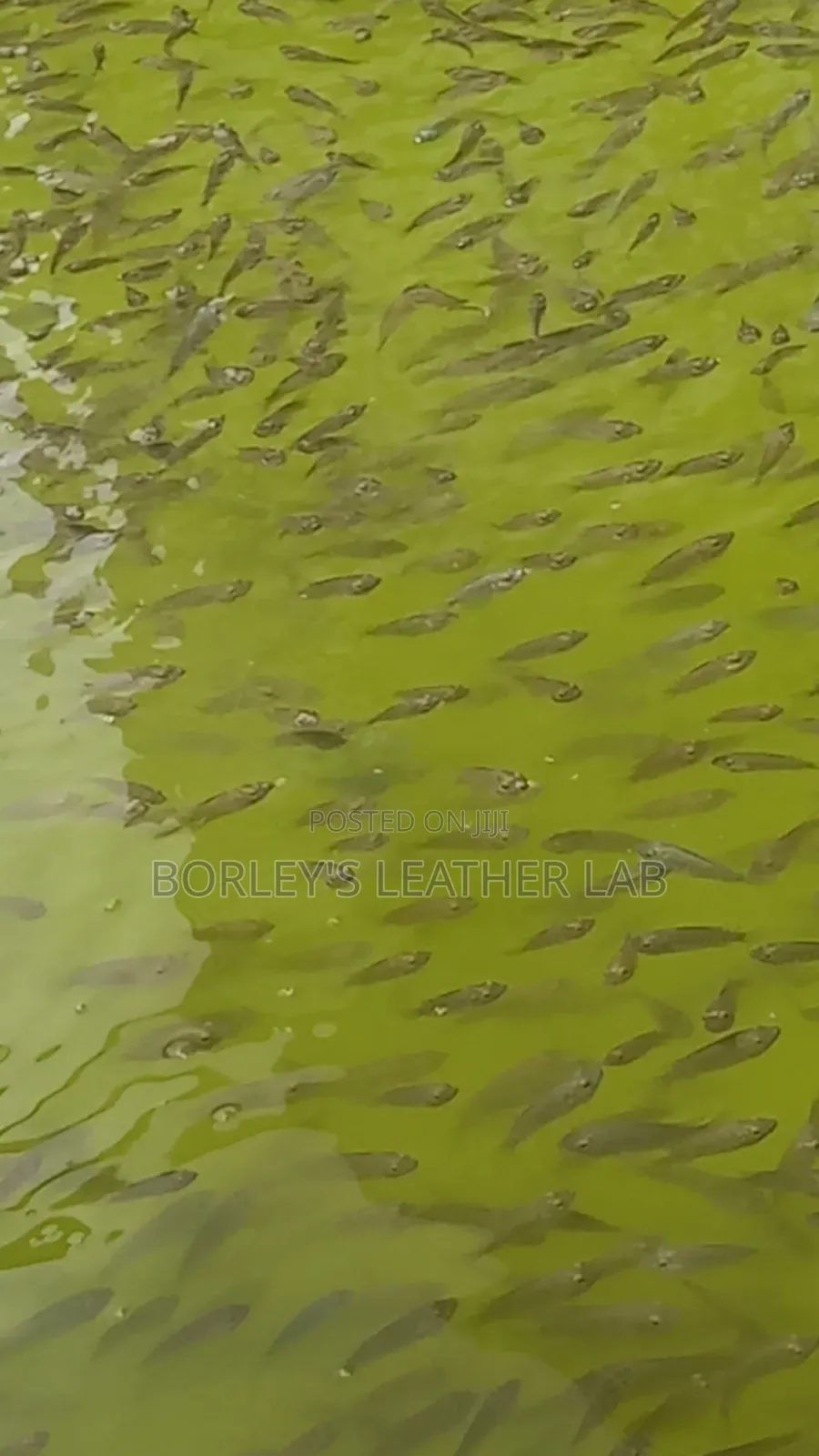 Tilapia Fingerlings