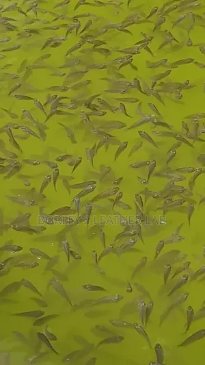 Tilapia Fingerlings