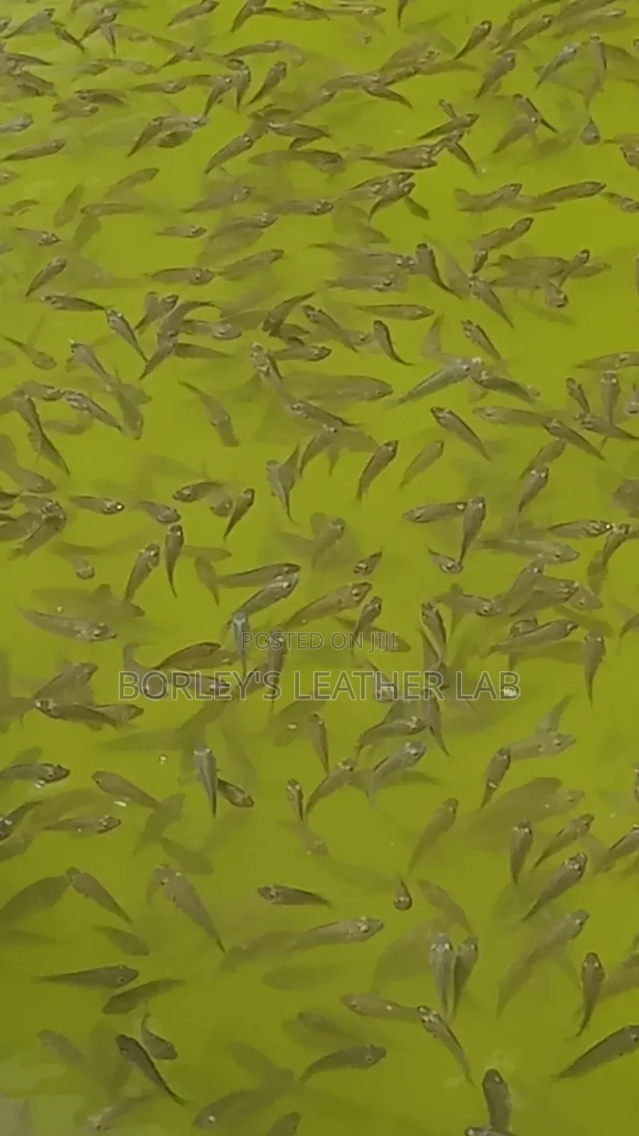 Tilapia Fingerlings