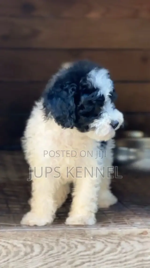 1-3 months Male Purebred Poodle