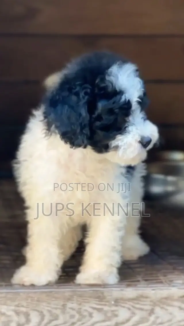 1-3 months Male Purebred Poodle