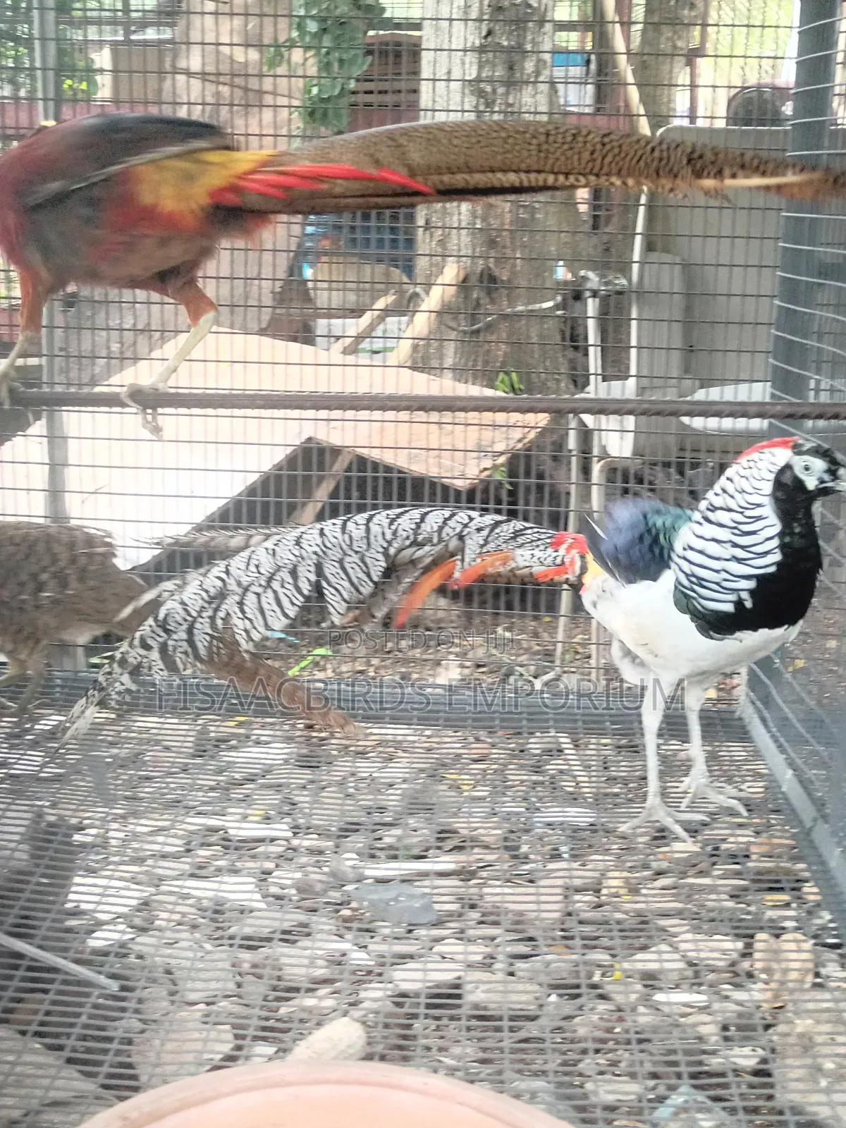 Pheasant Birds (Pair)