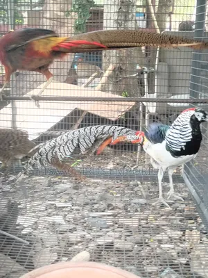 Pheasant Birds (Pair)