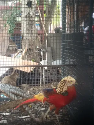 Pheasant Birds (Pair)