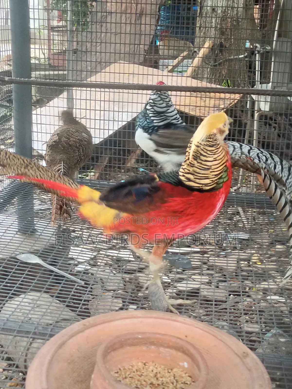Pheasant Birds (Pair)