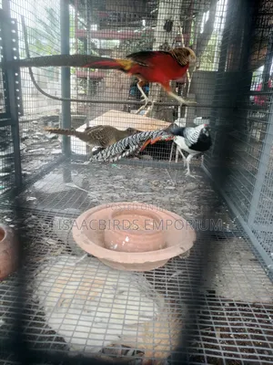 Pheasant Birds (Pair)