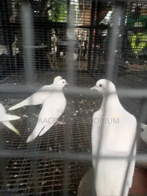 Barbary Doves