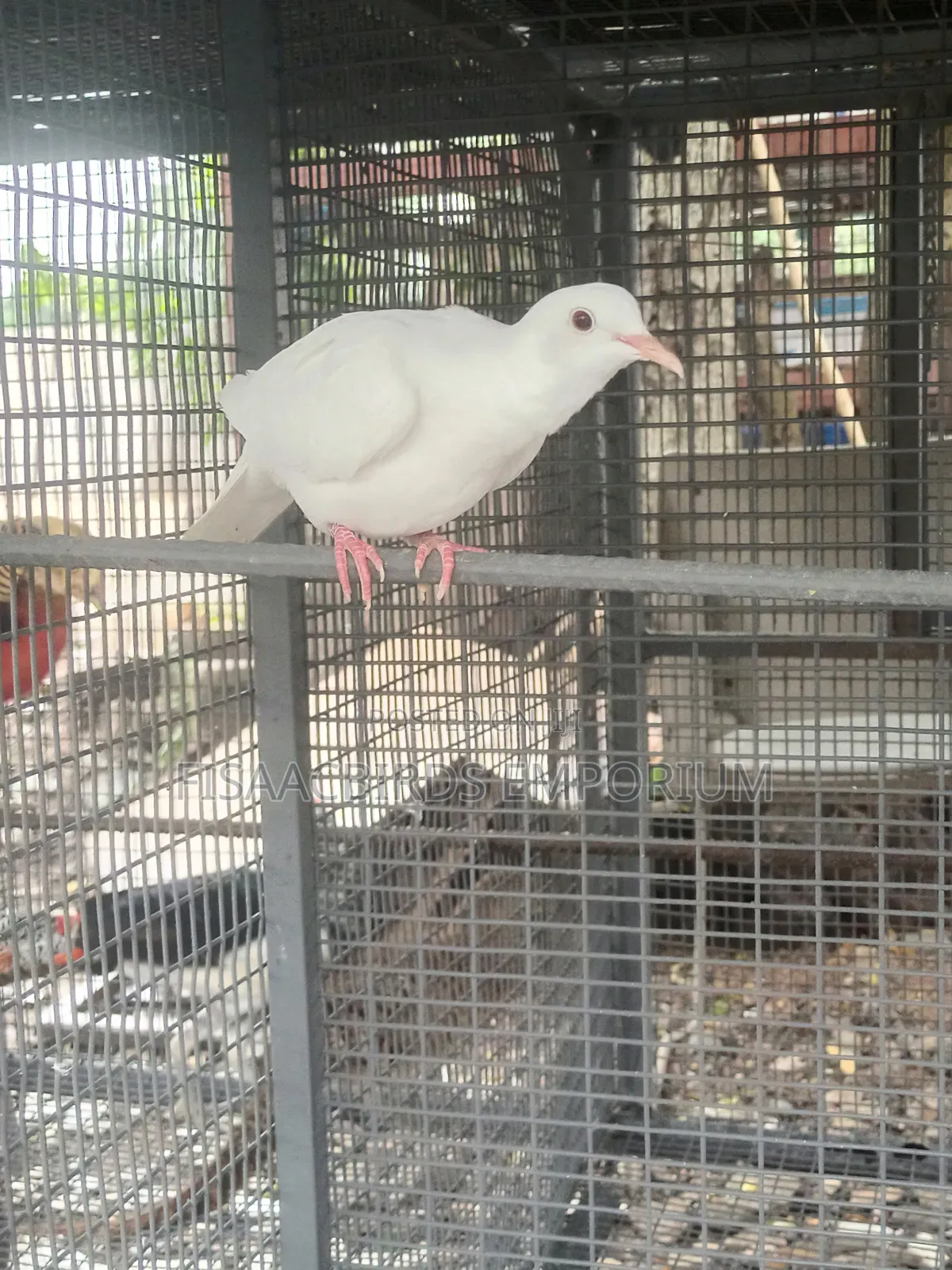 Barbary Doves