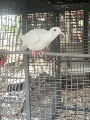 Barbary Doves