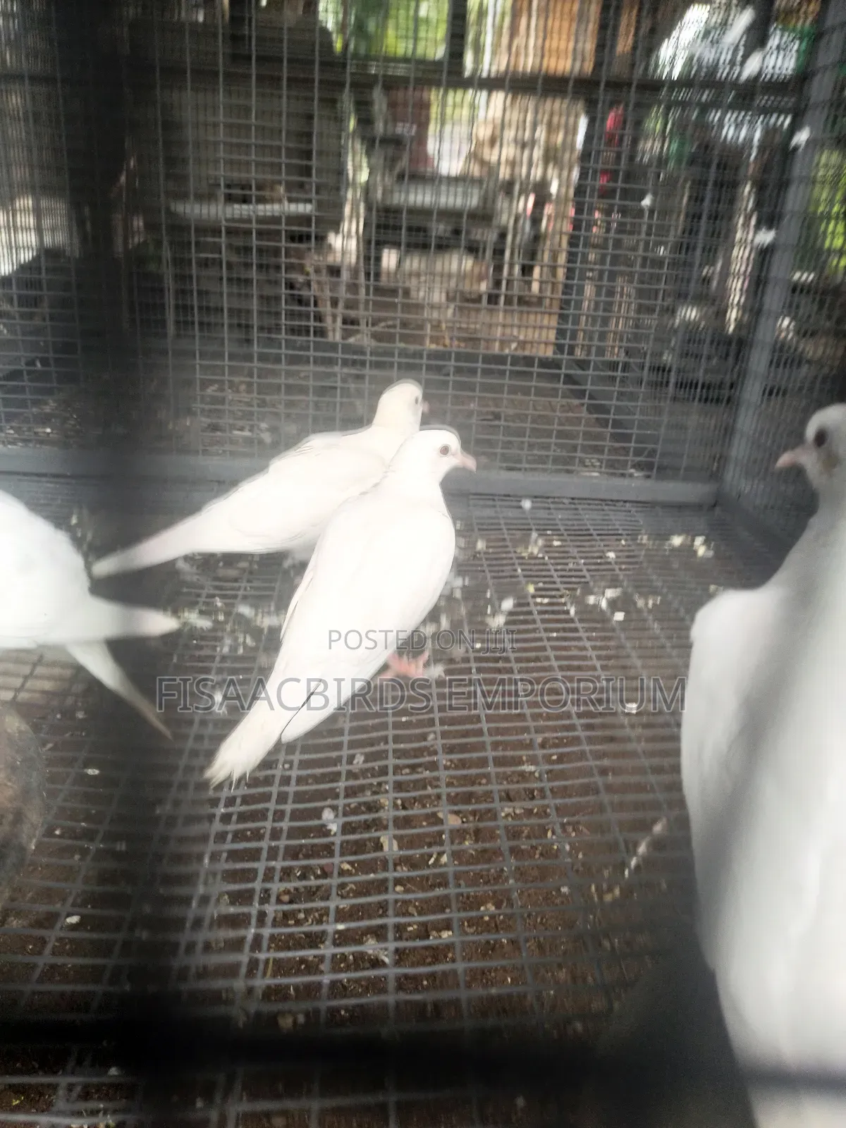 Barbary Doves