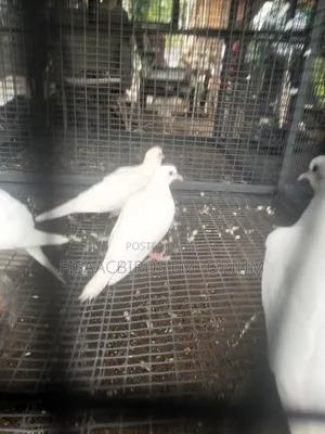 Barbary Doves