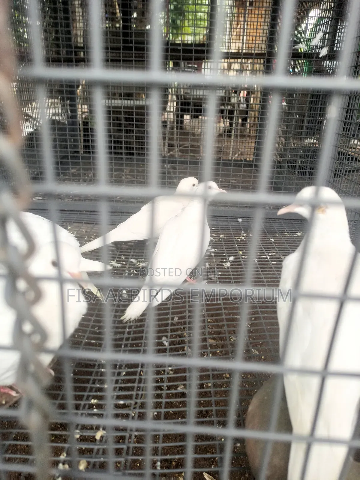 Barbary Doves