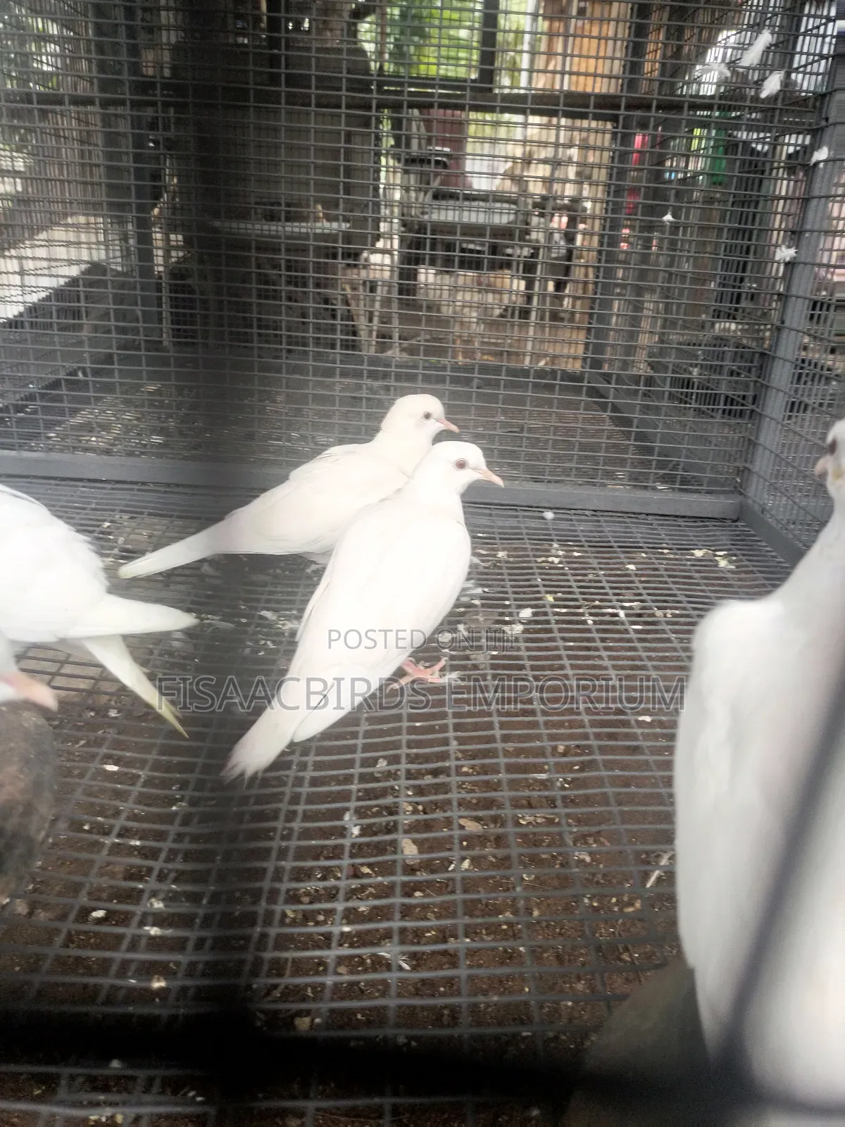 Barbary Doves