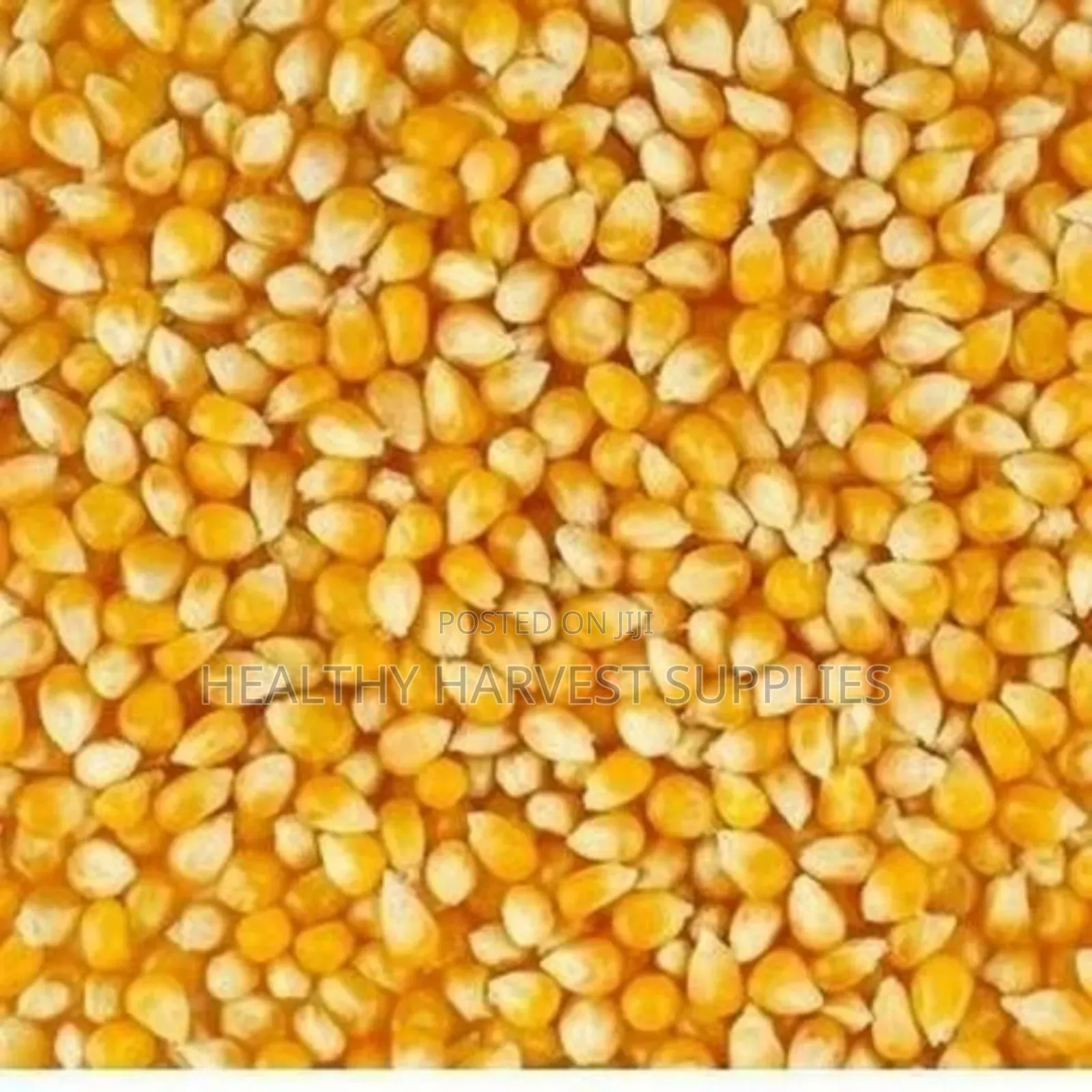 Yellow and White Maize