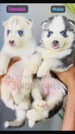 1-3 months Female Purebred Siberian Husky