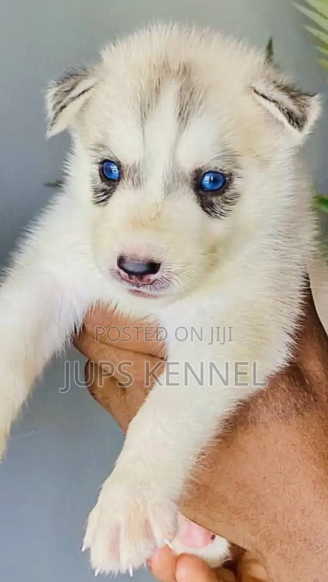 1-3 months Female Purebred Siberian Husky