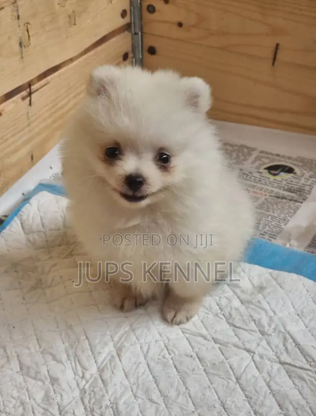 1-3 months Female Purebred Pomeranian