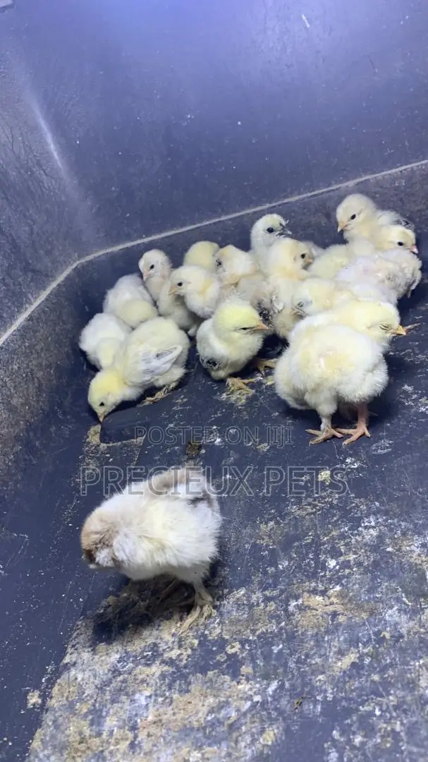2-8days Old Light Color Brahma Chicks