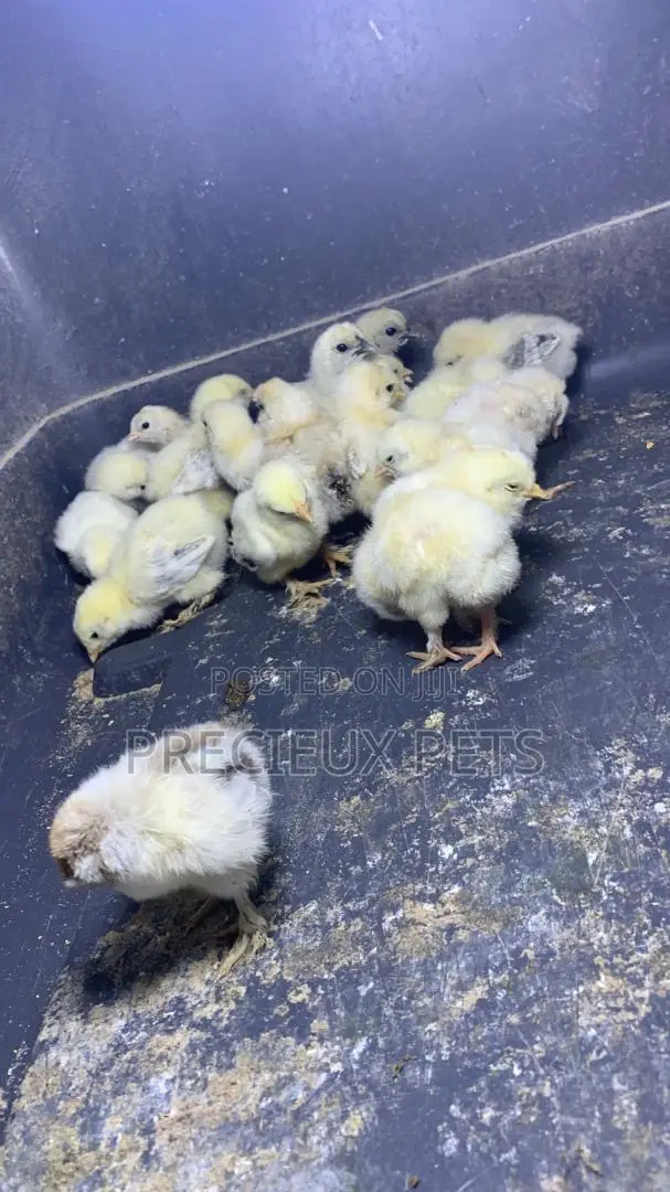 2-8days Old Light Color Brahma Chicks