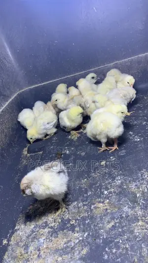 2-8days Old Light Color Brahma Chicks