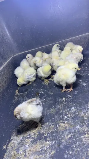 2-8days Old Light Color Brahma Chicks