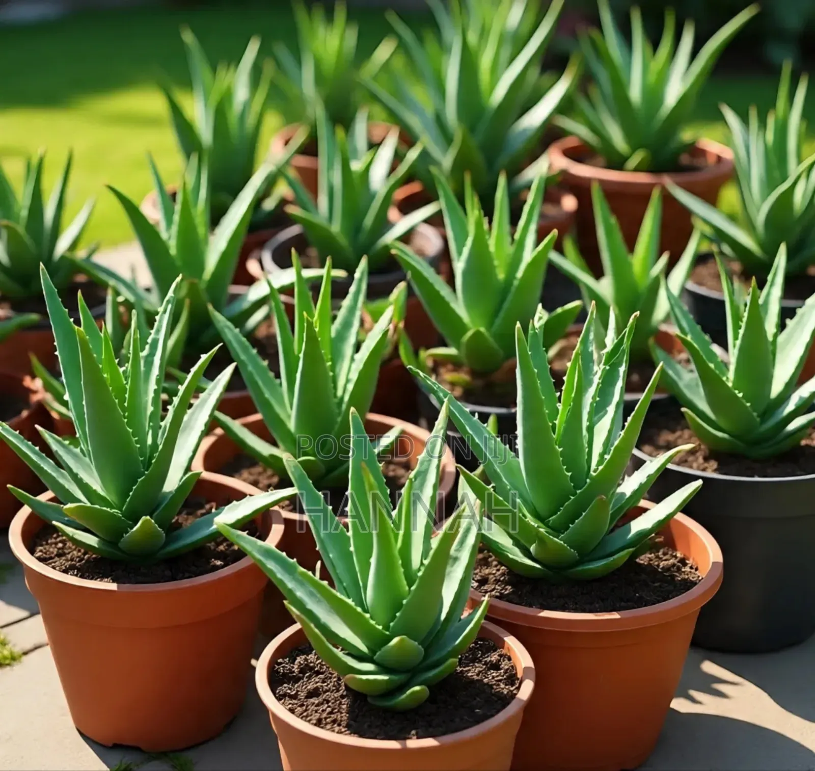Aloe Vera Plants for Sale .