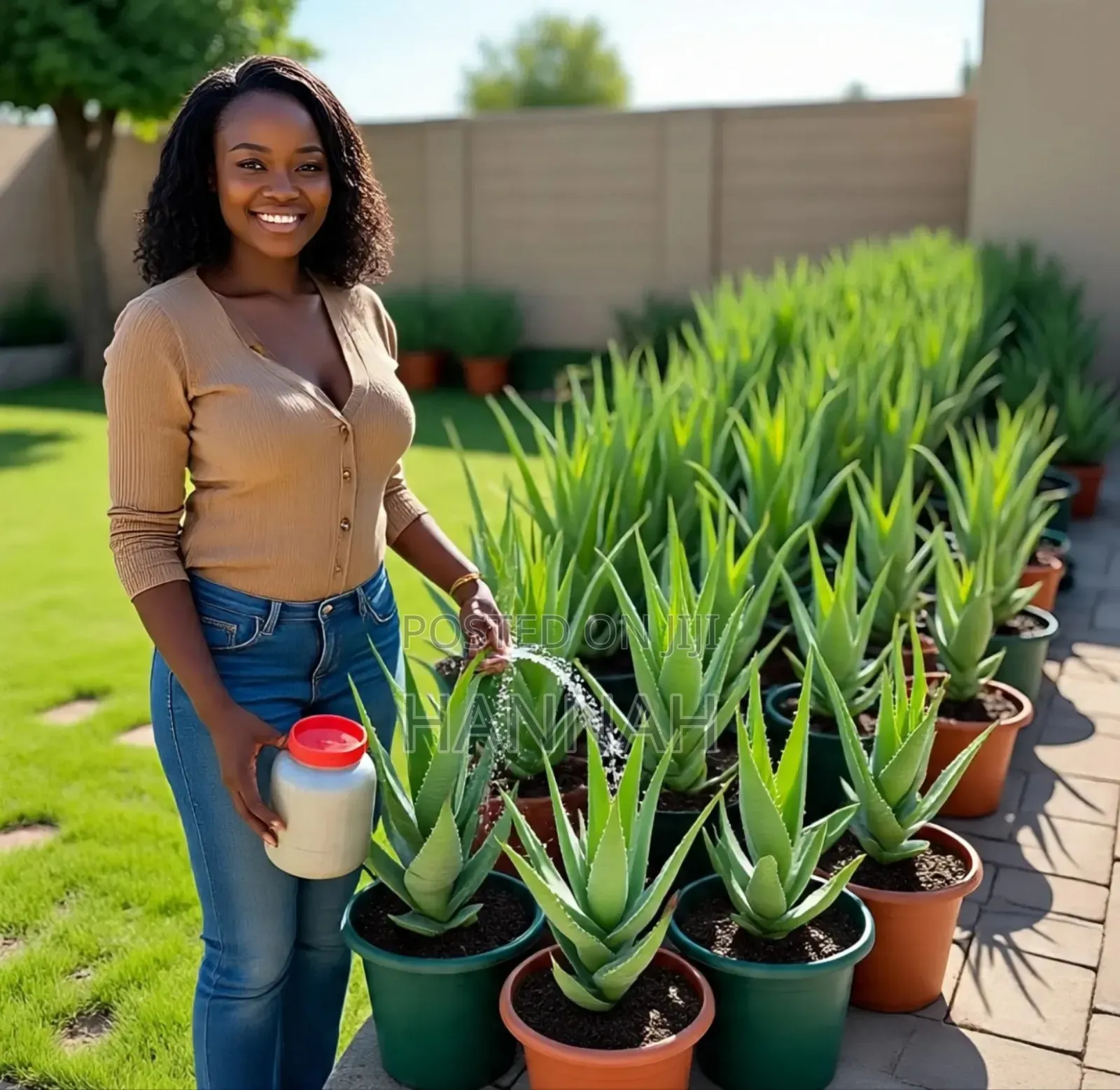 Aloe Vera Plants for Sale .