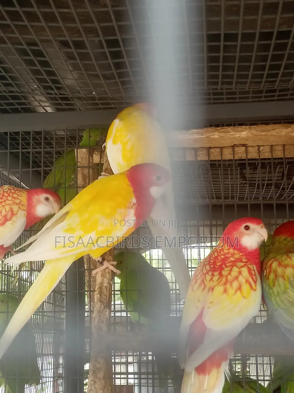 Exotic Lutino Rosella
