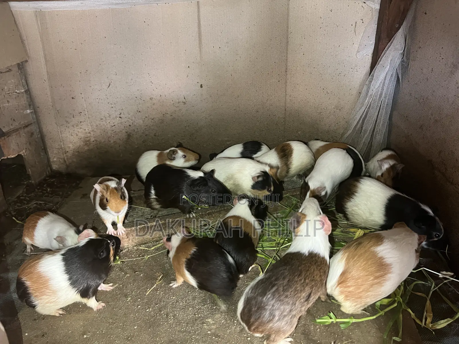 Guinea Pigs for Sale