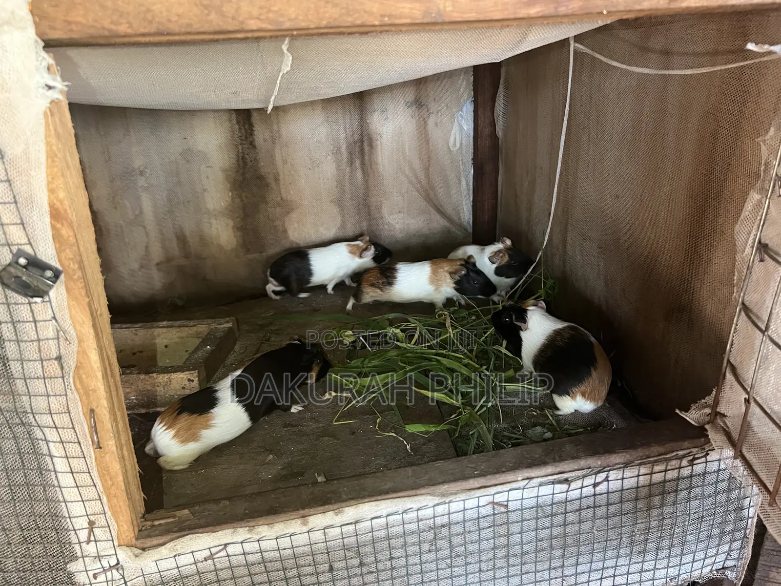 Guinea Pigs for Sale