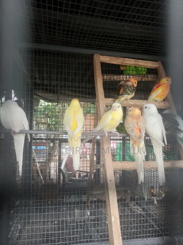 Exotic Red Rump Parakeet Bird in Tema Metropolitan Birds