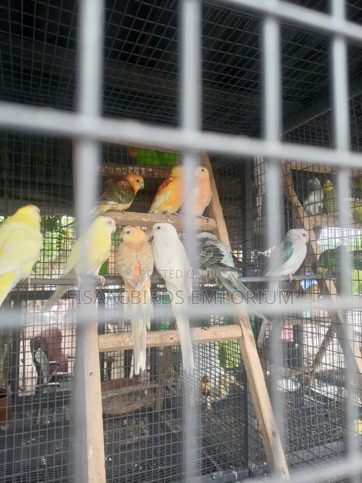 Exotic Red Rump Parakeet Bird in Tema Metropolitan - Birds, Frimpong ...