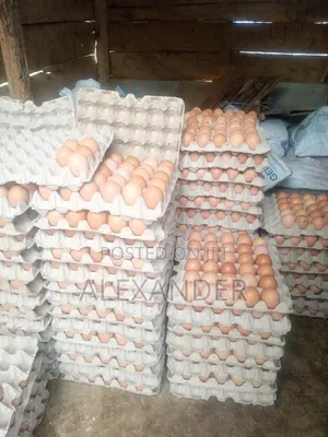 Eggs Distributor