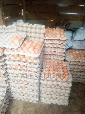 Eggs Distributor