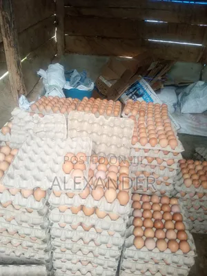 Eggs Distributor