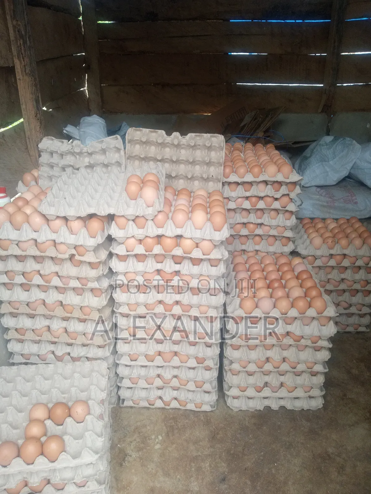 Eggs Distributor