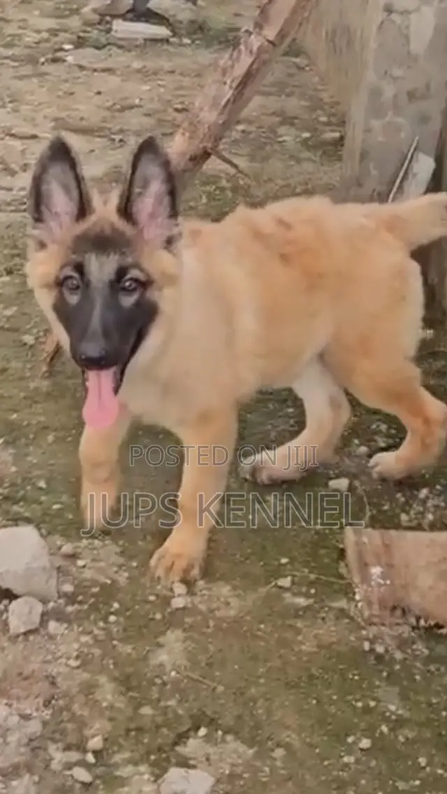 1-3 months Female Purebred German Shepherd