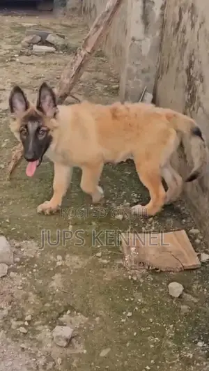 1-3 months Female Purebred German Shepherd