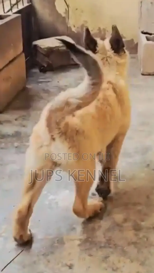 1-3 months Female Purebred German Shepherd