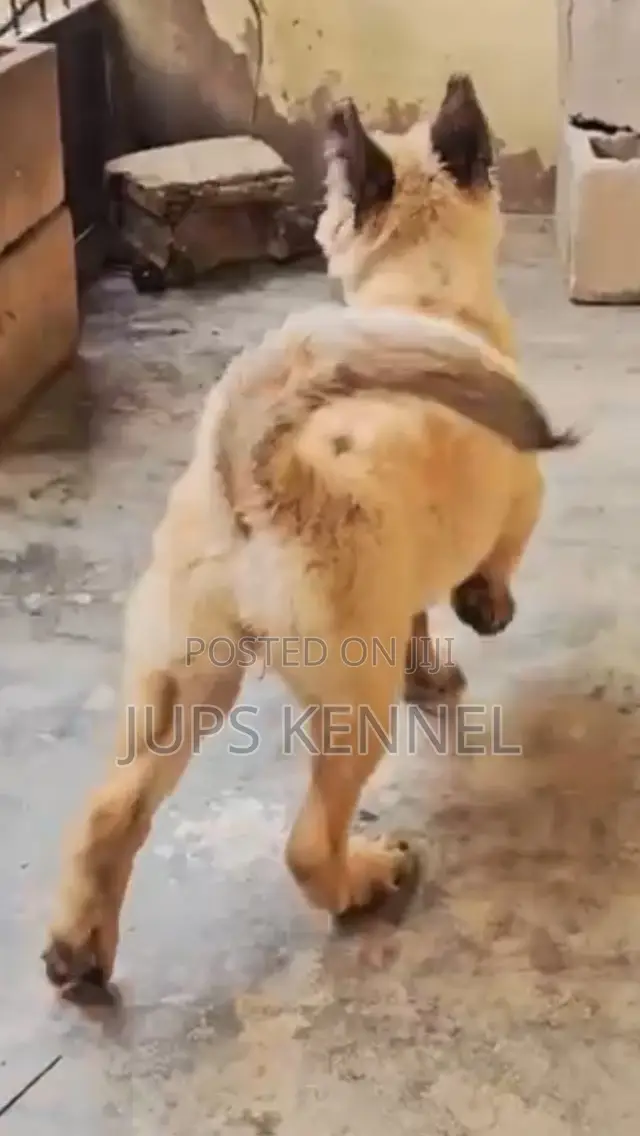 1-3 months Female Purebred German Shepherd