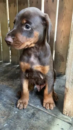 1-3 months Male Purebred Doberman Pinscher
