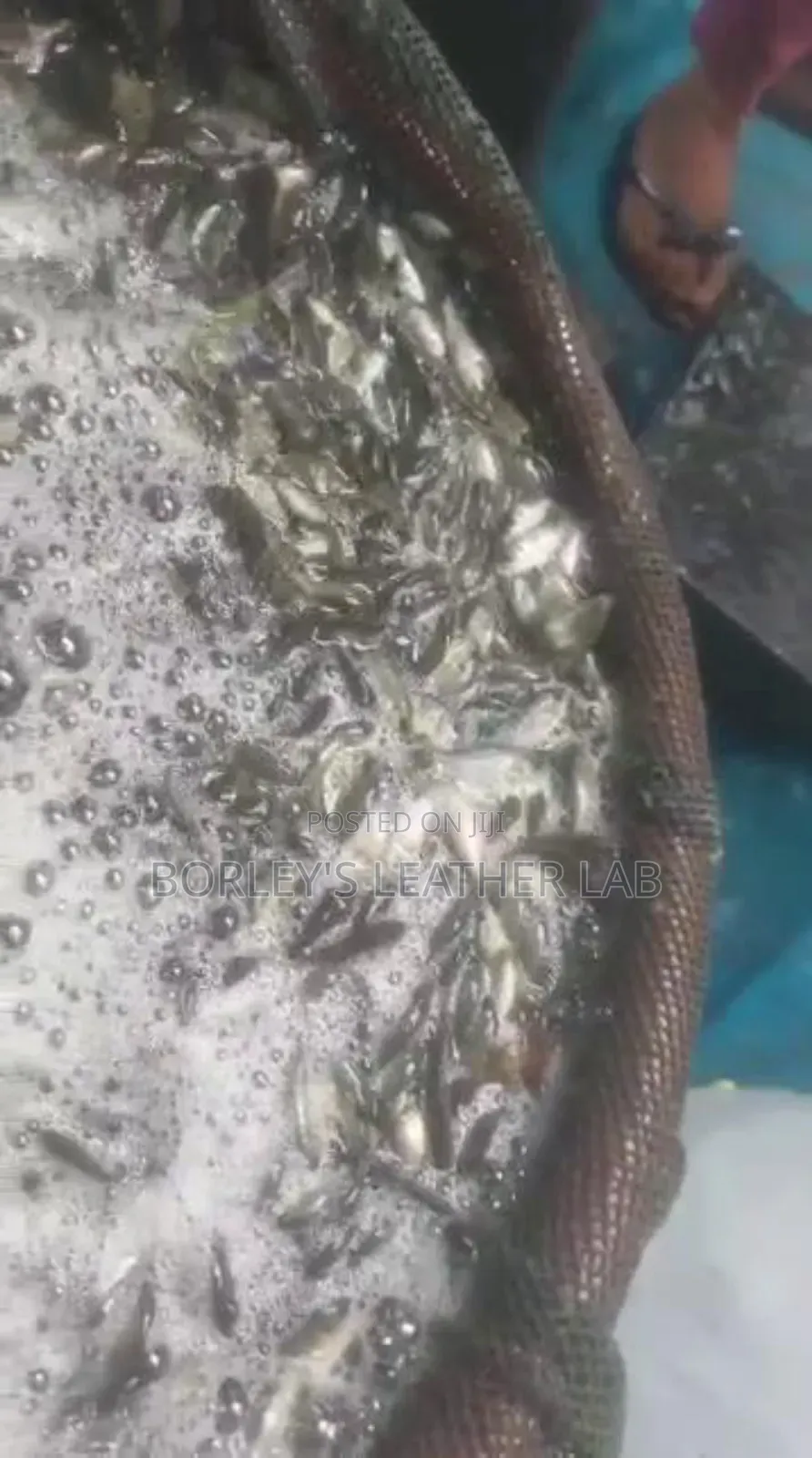 Tilapia Fingerlings
