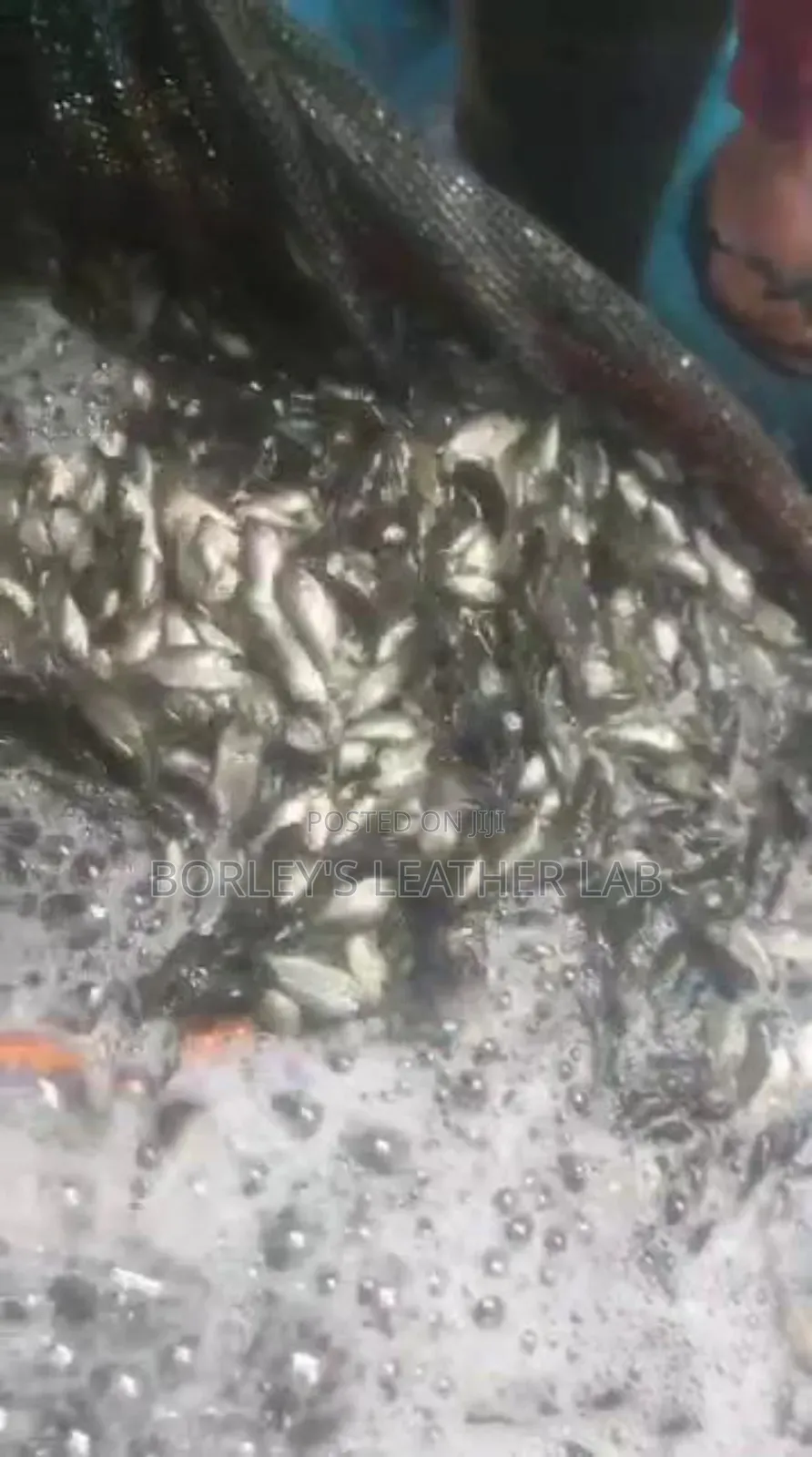 Tilapia Fingerlings
