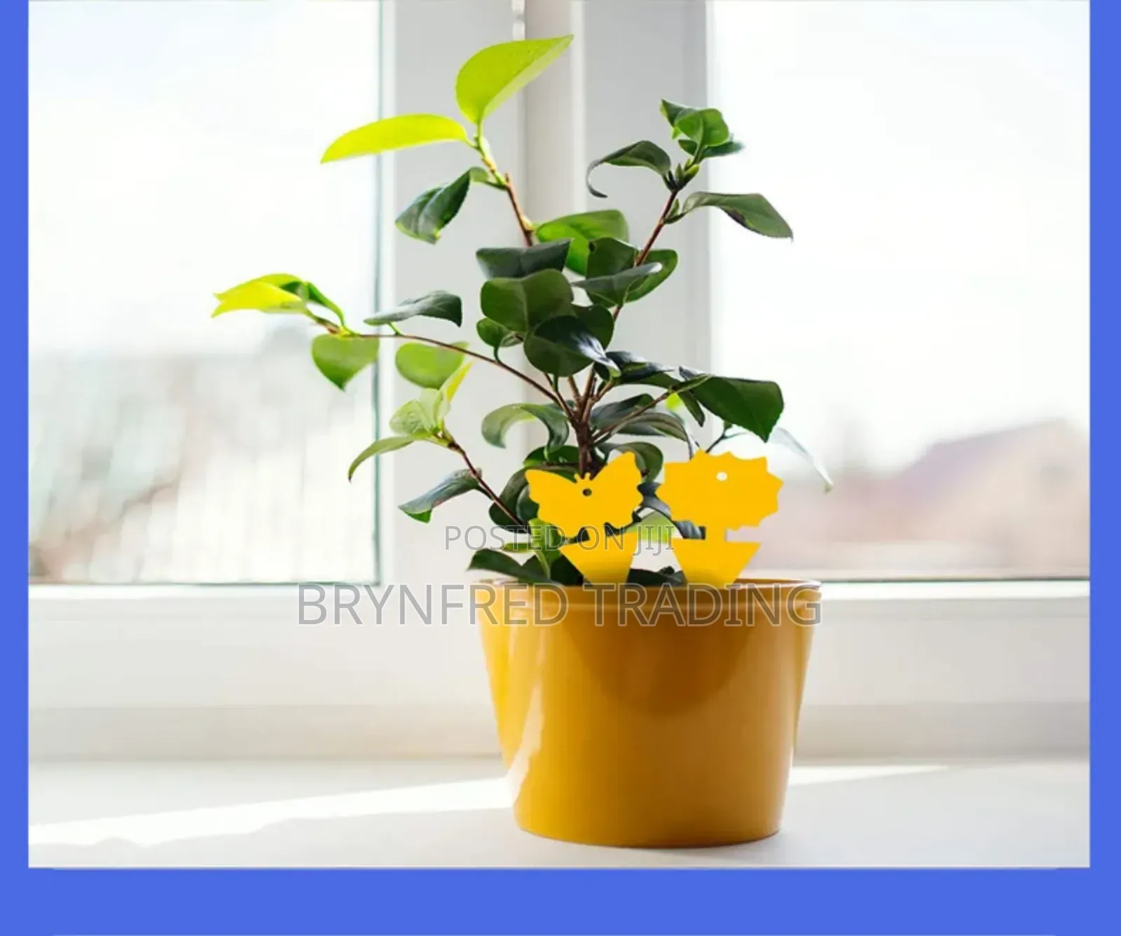 10pcs Yellow Sticky Insect Traps